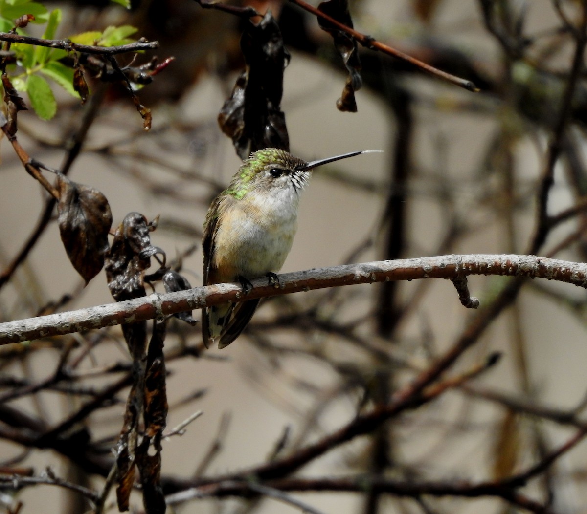 Calliope Hummingbird - ML619488949
