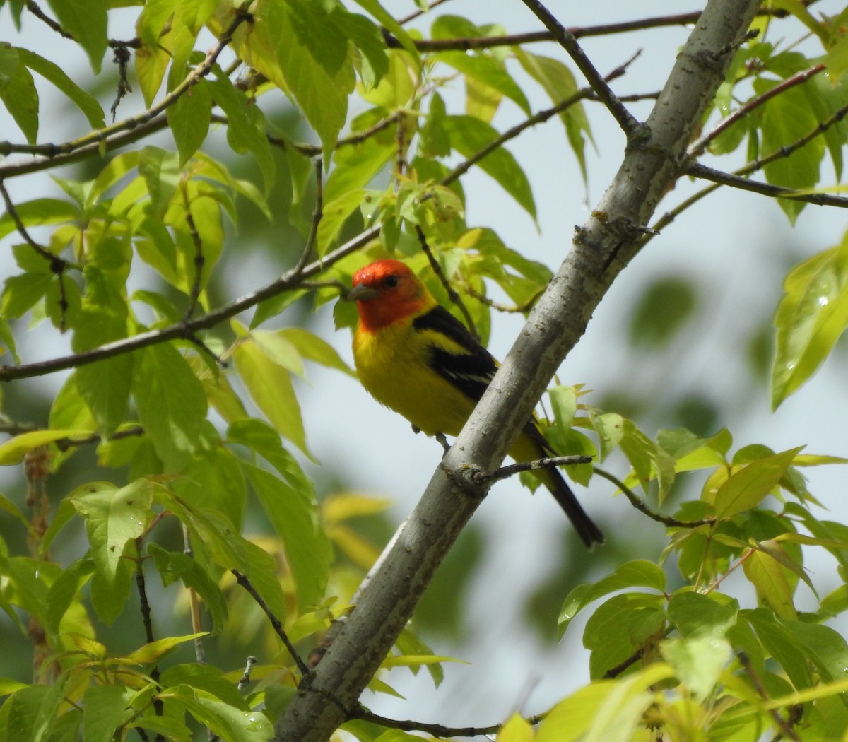 Western Tanager - ML619488951