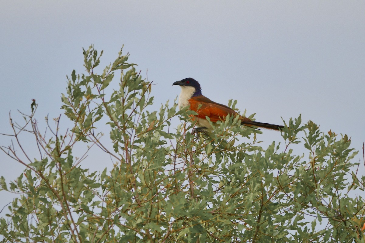 Coppery-tailed Coucal - ML619488956