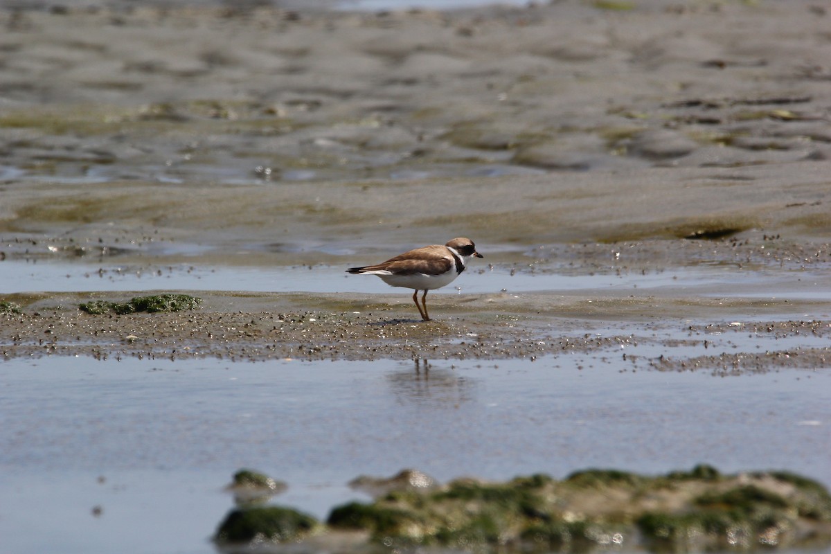 Semipalmated Plover - ML619488962