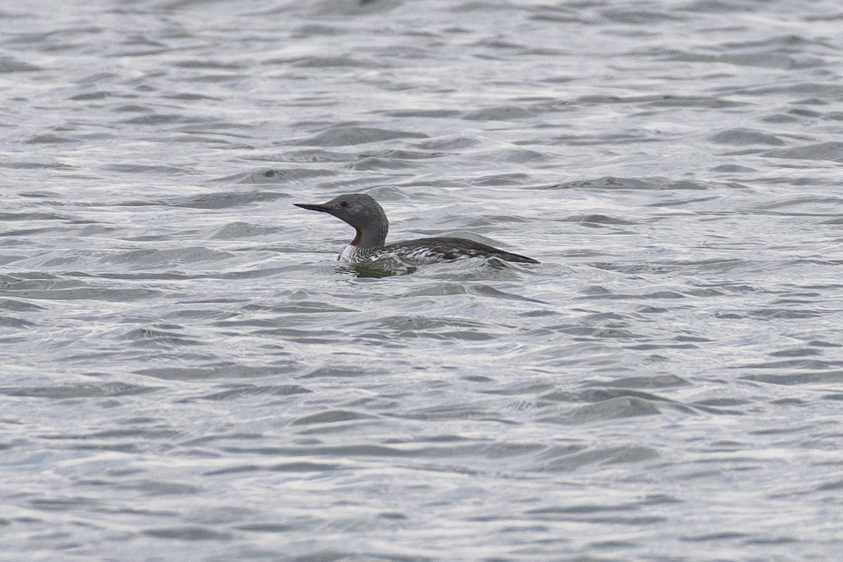 Red-throated Loon - ML619488965