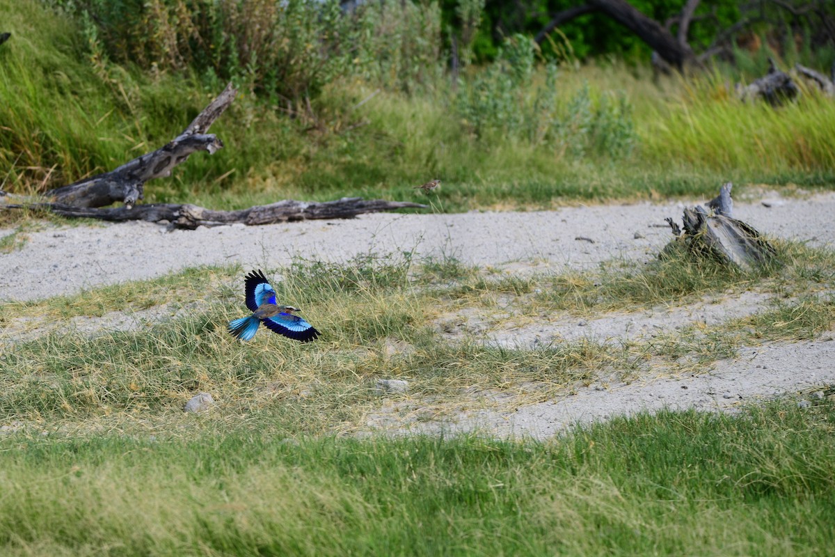 Lilac-breasted Roller - ML619489016