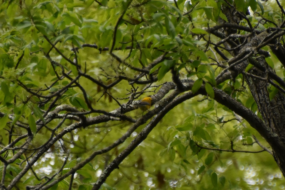 Prothonotary Warbler - ML619489019