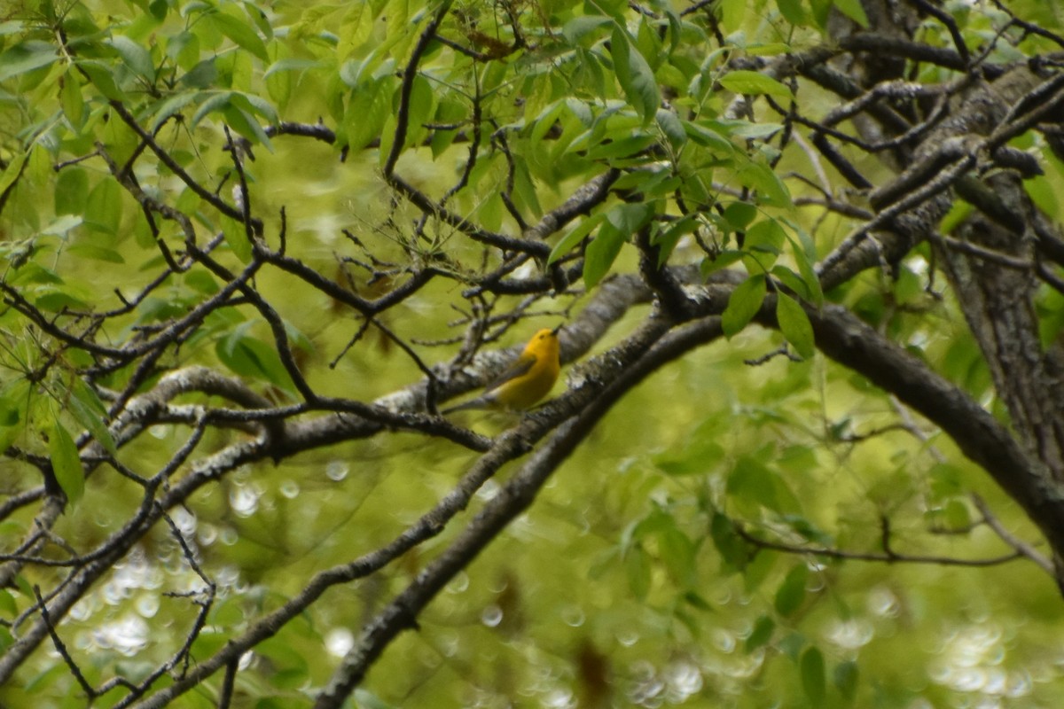 Prothonotary Warbler - ML619489025