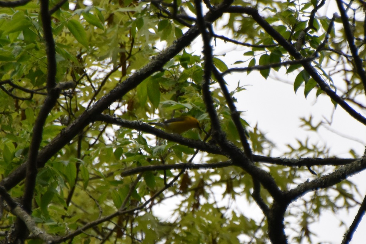 Prothonotary Warbler - ML619489026