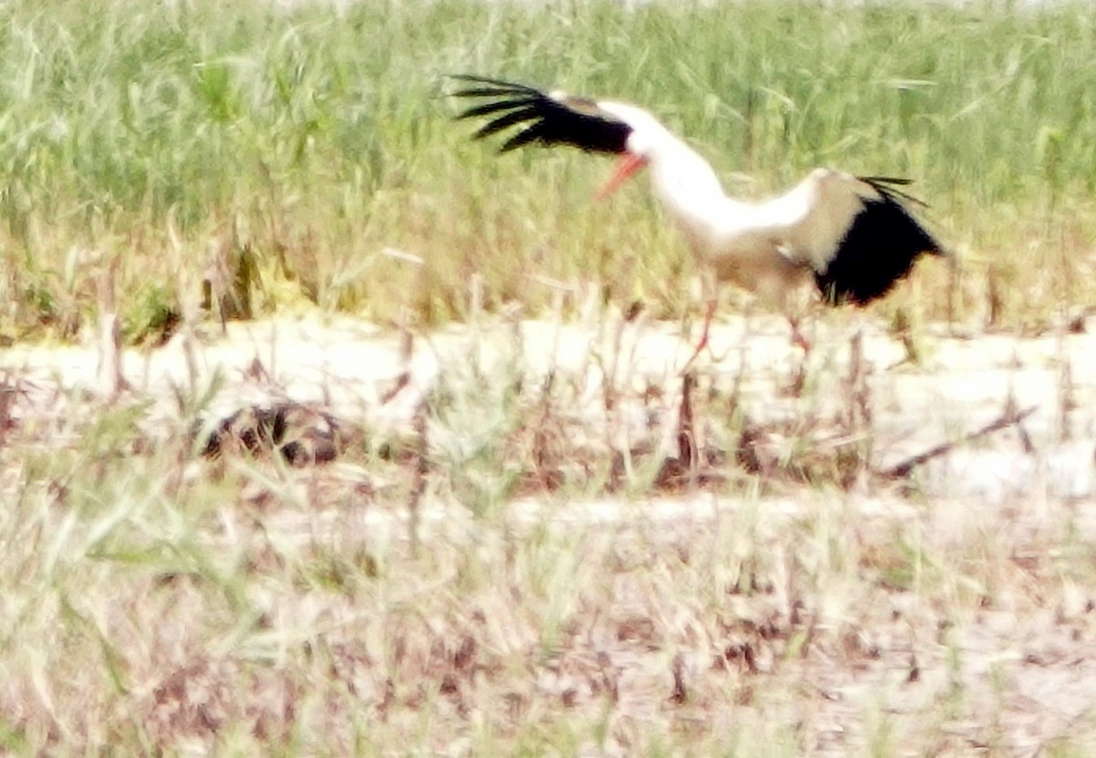 White Stork - ML619489060