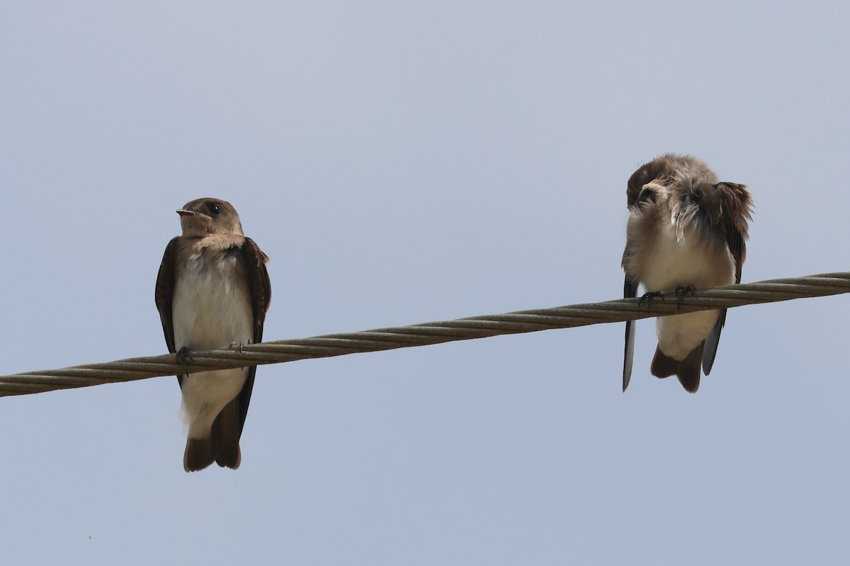 Northern Rough-winged Swallow - ML619489111