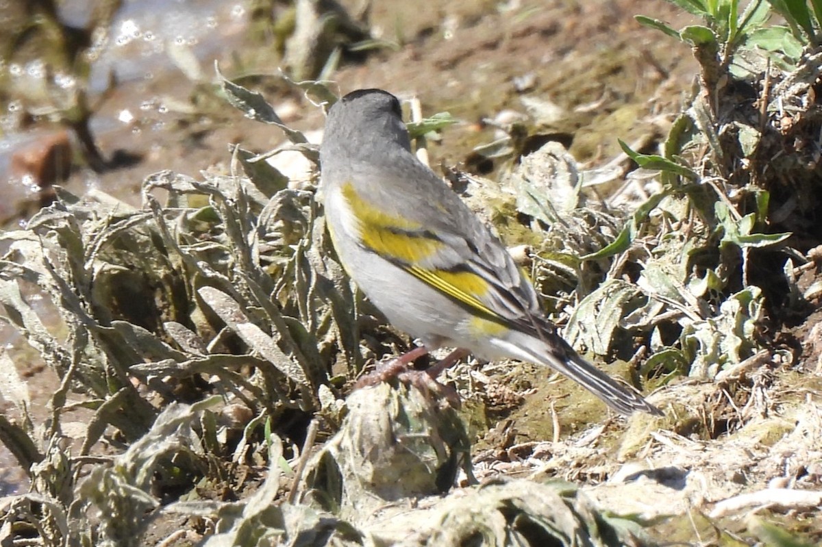 Lawrence's Goldfinch - ML619489163
