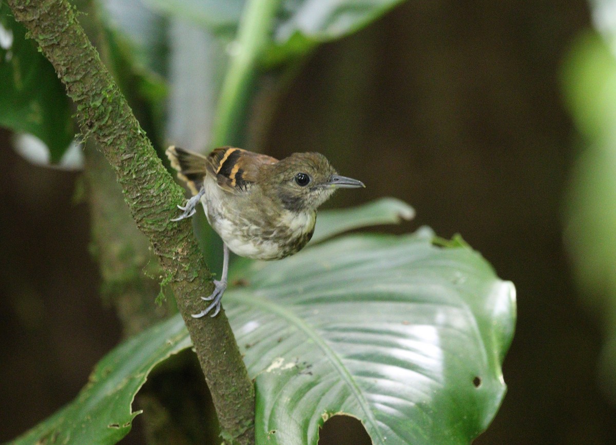 Spotted Antbird - ML619489164