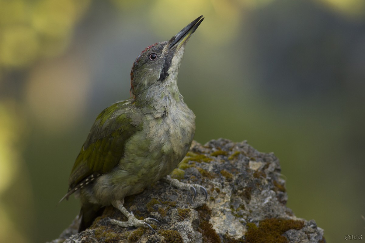 Iberian Green Woodpecker - ML619489211