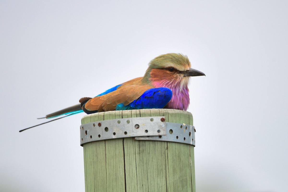 Lilac-breasted Roller - ML619489258