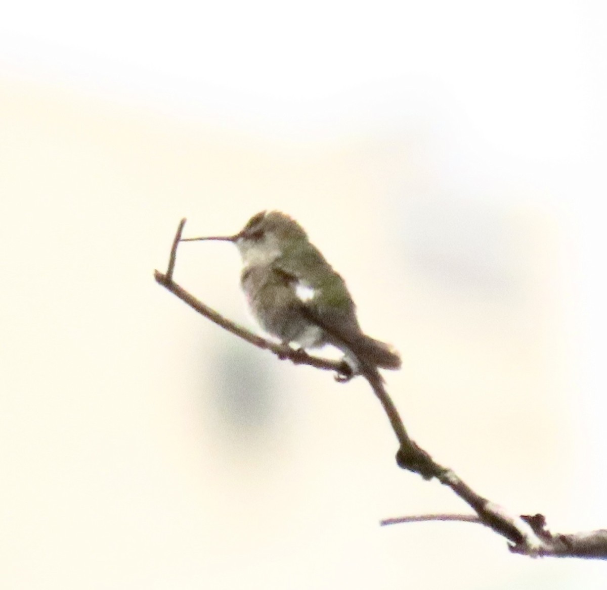 Anna's Hummingbird - ML619489268