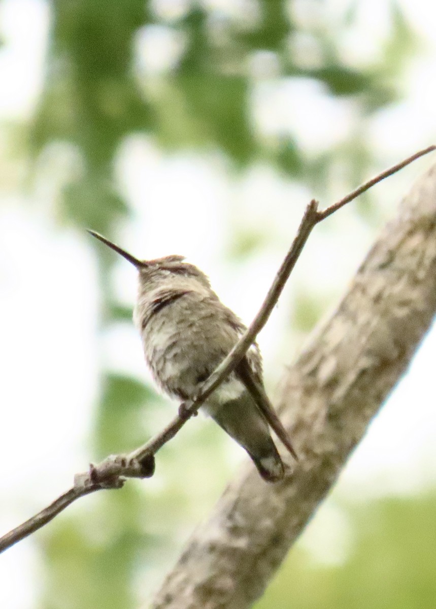 Anna's Hummingbird - ML619489270