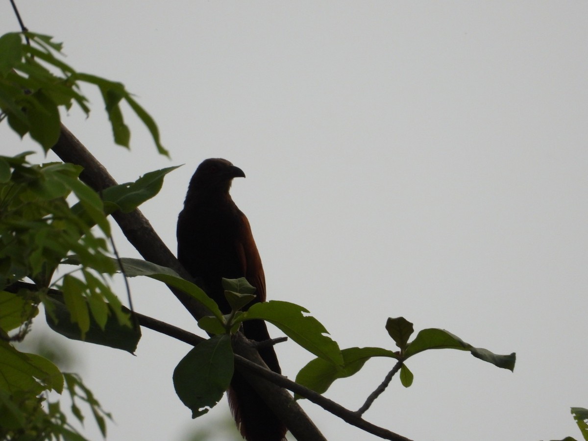 Greater Coucal - ML619489277