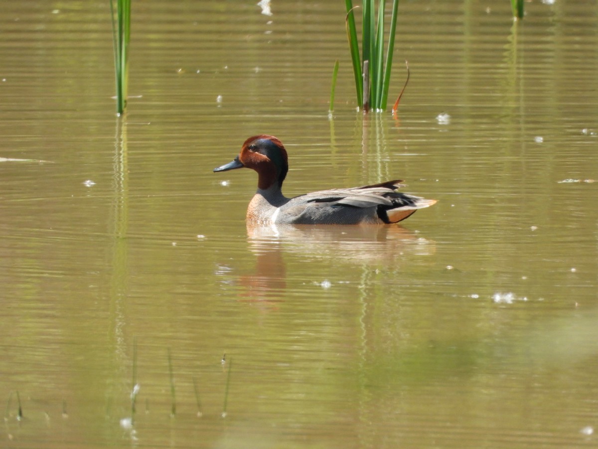 Green-winged Teal - ML619489318