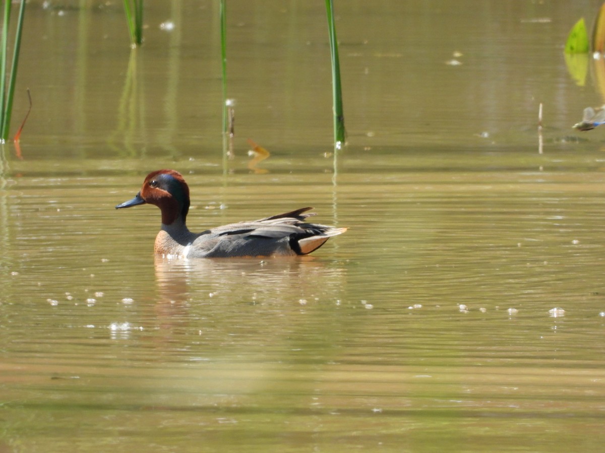 Green-winged Teal - ML619489320