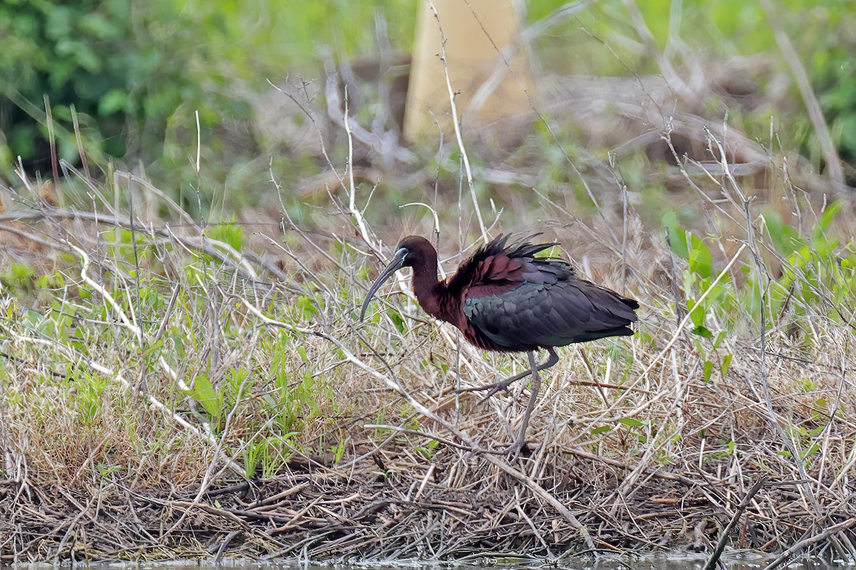 ibis hnědý - ML619489325