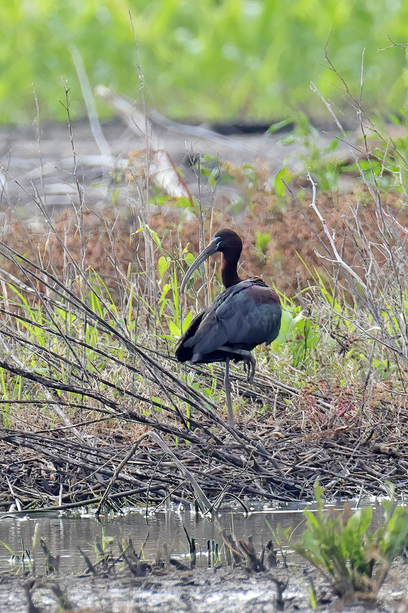 ibis hnědý - ML619489330