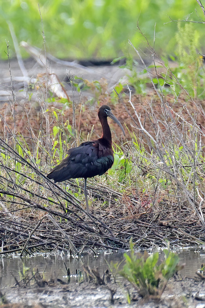 ibis hnědý - ML619489332