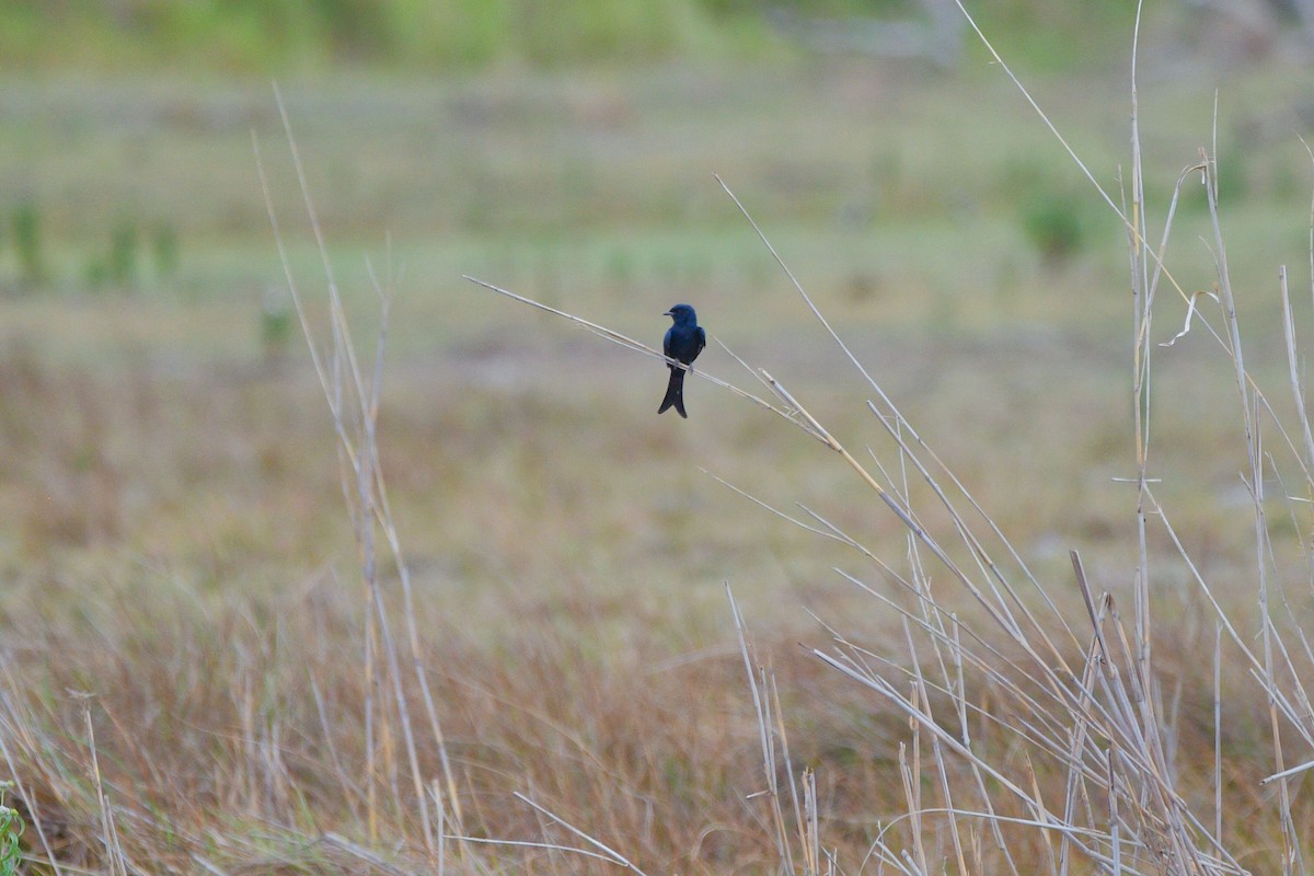 Fork-tailed Drongo - ML619489334