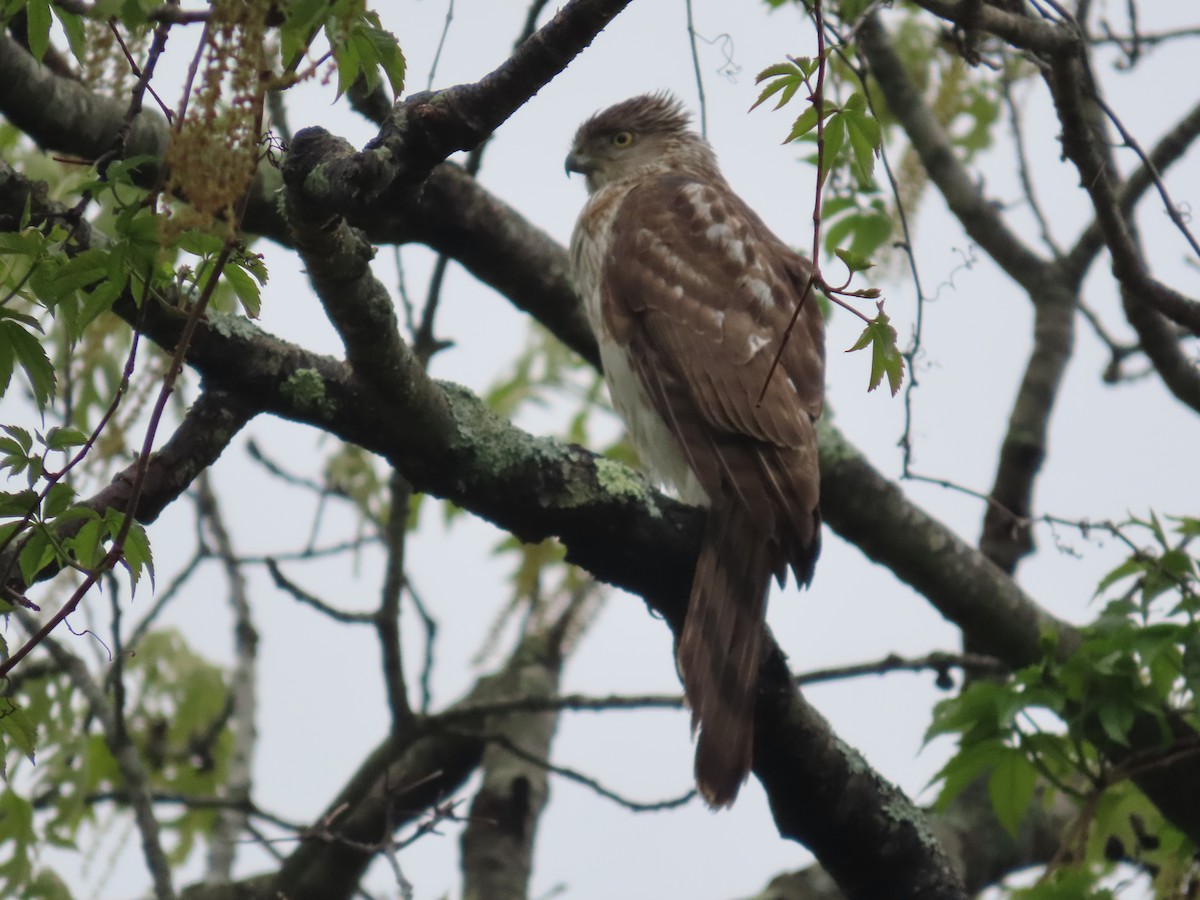 Red-tailed Hawk - ML619489352