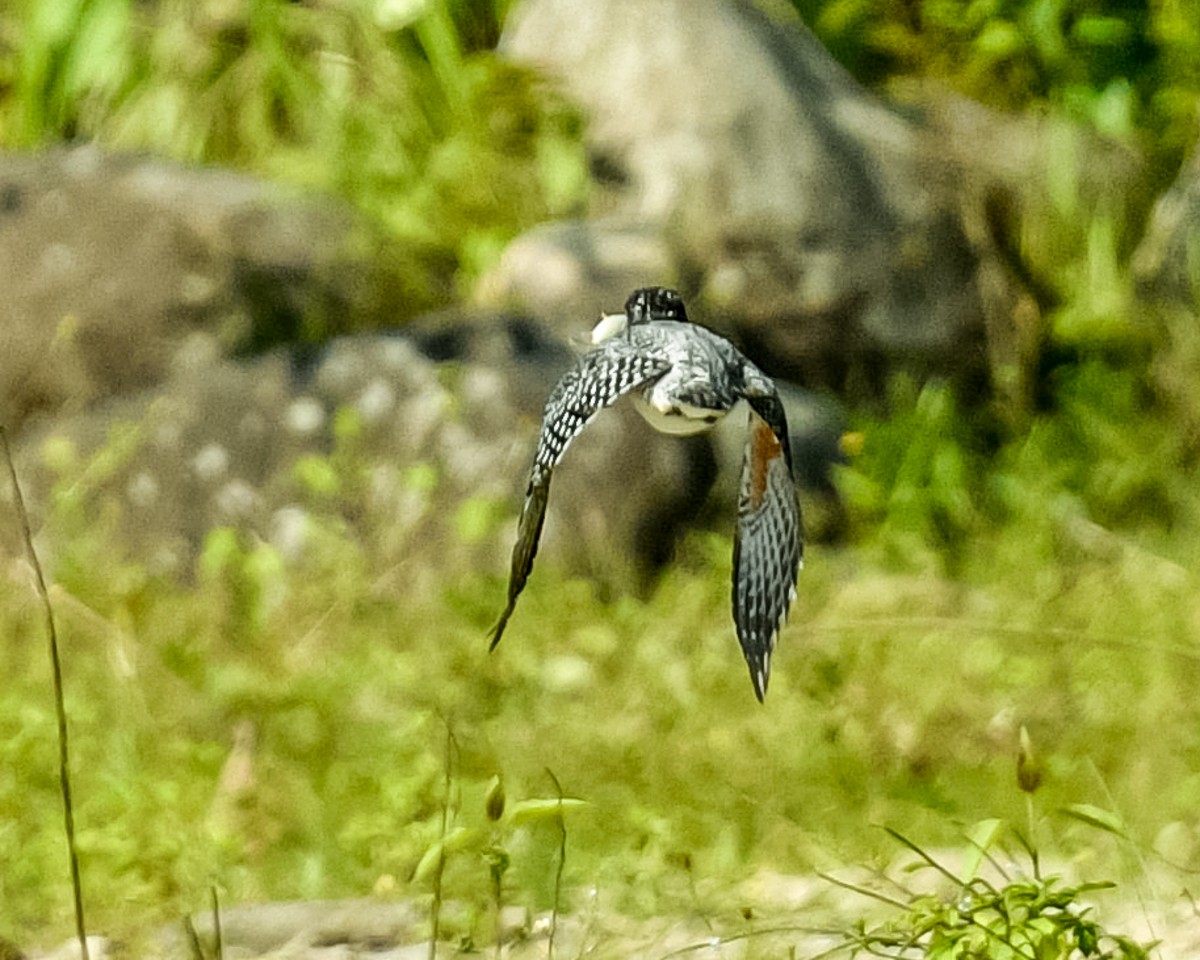 Crested Kingfisher - ML619489386