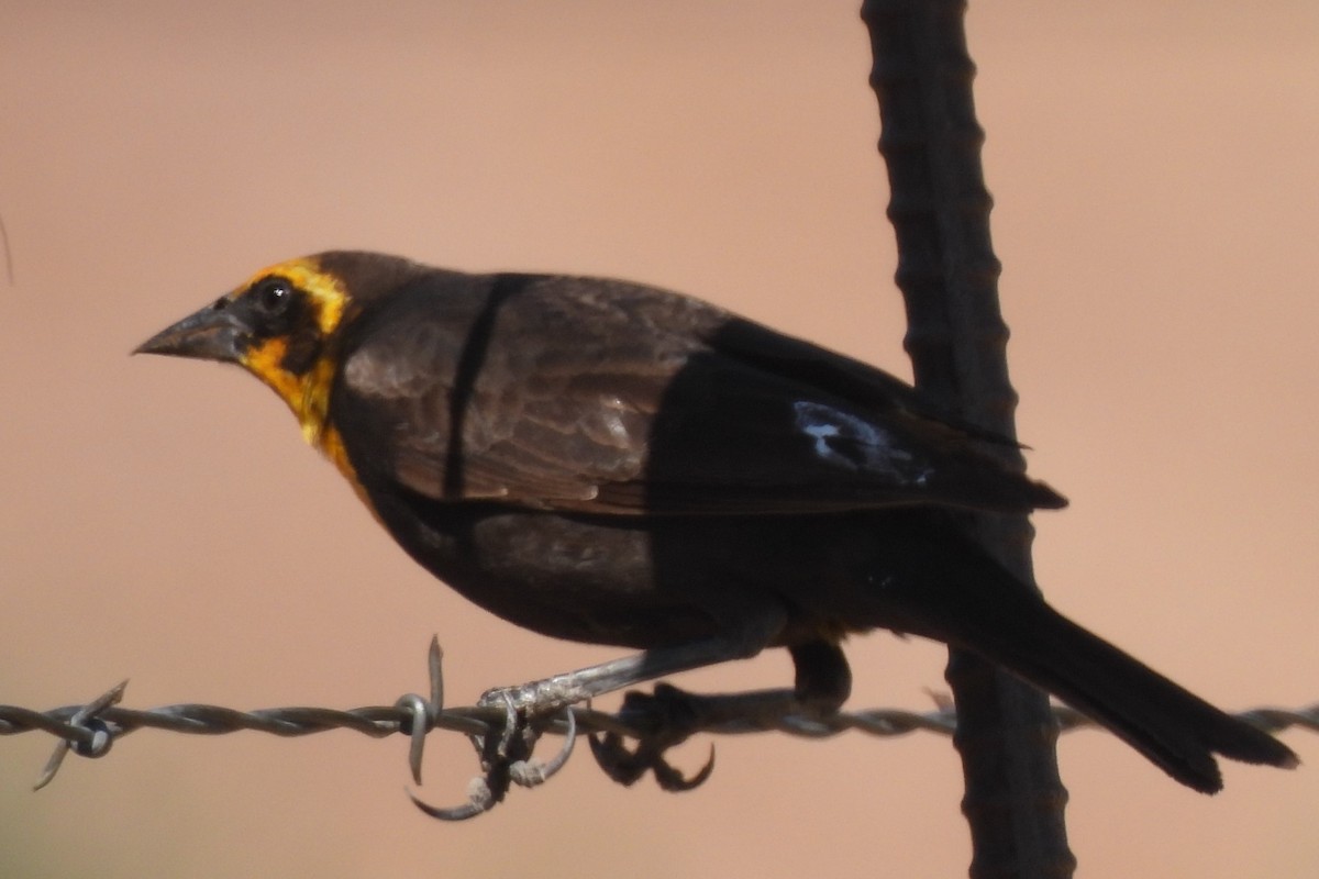 Yellow-headed Blackbird - ML619489444