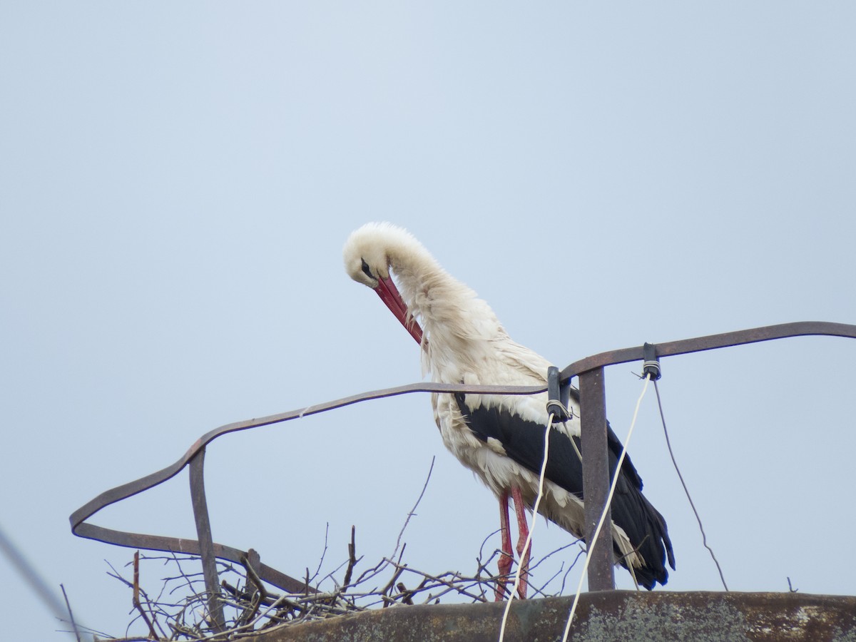 White Stork - ML619489451