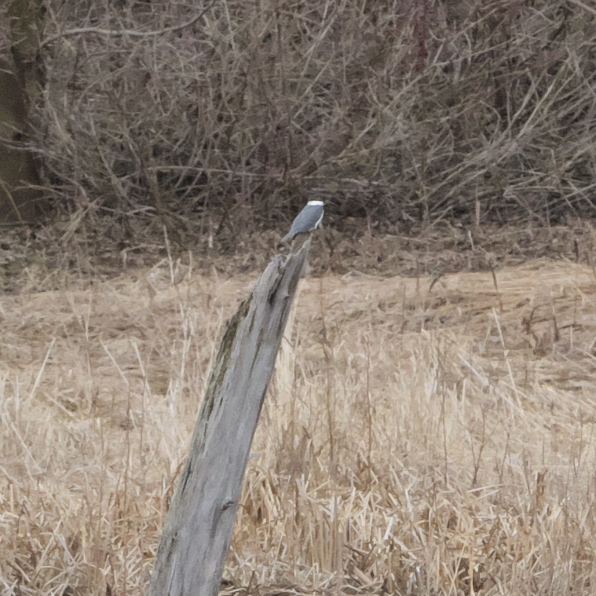 Belted Kingfisher - ML619489490