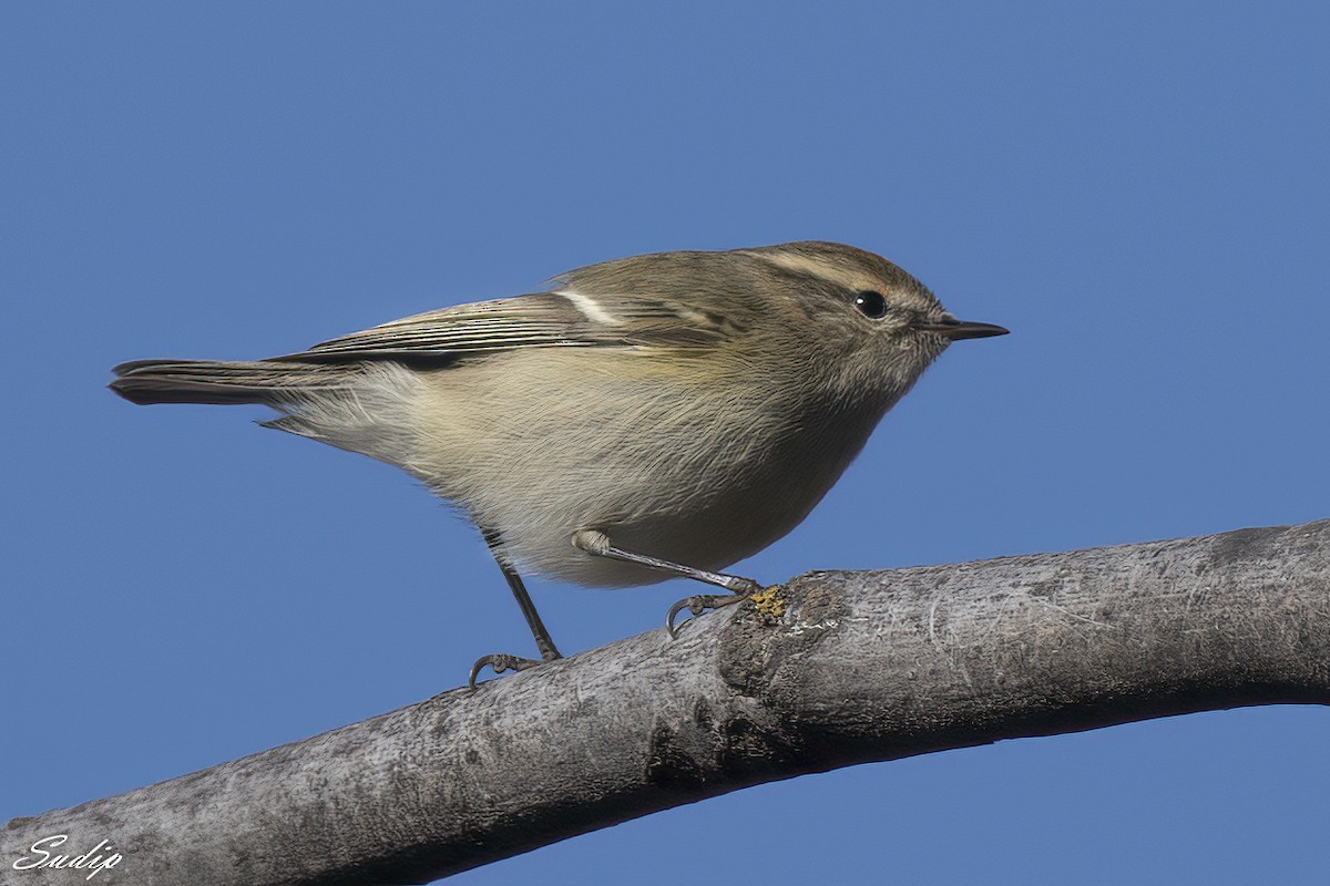 Hume's Warbler - ML619489509