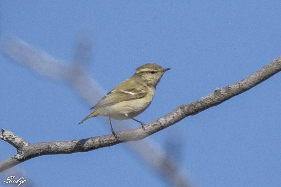Hume's Warbler - ML619489511