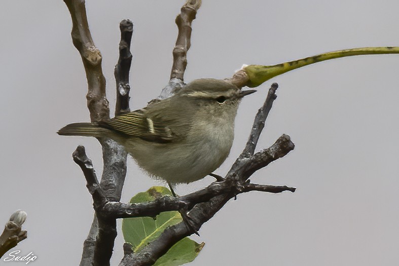 Hume's Warbler - ML619489513