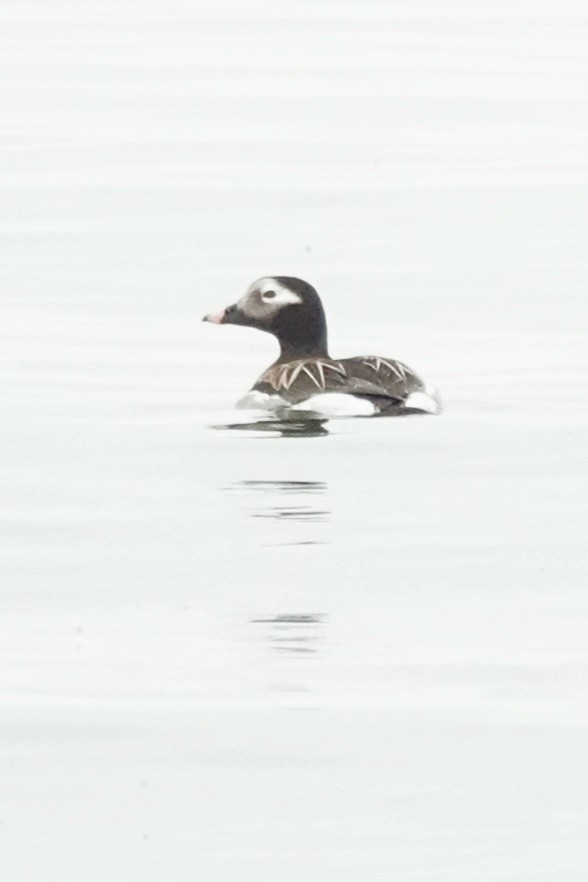 Long-tailed Duck - ML619489516