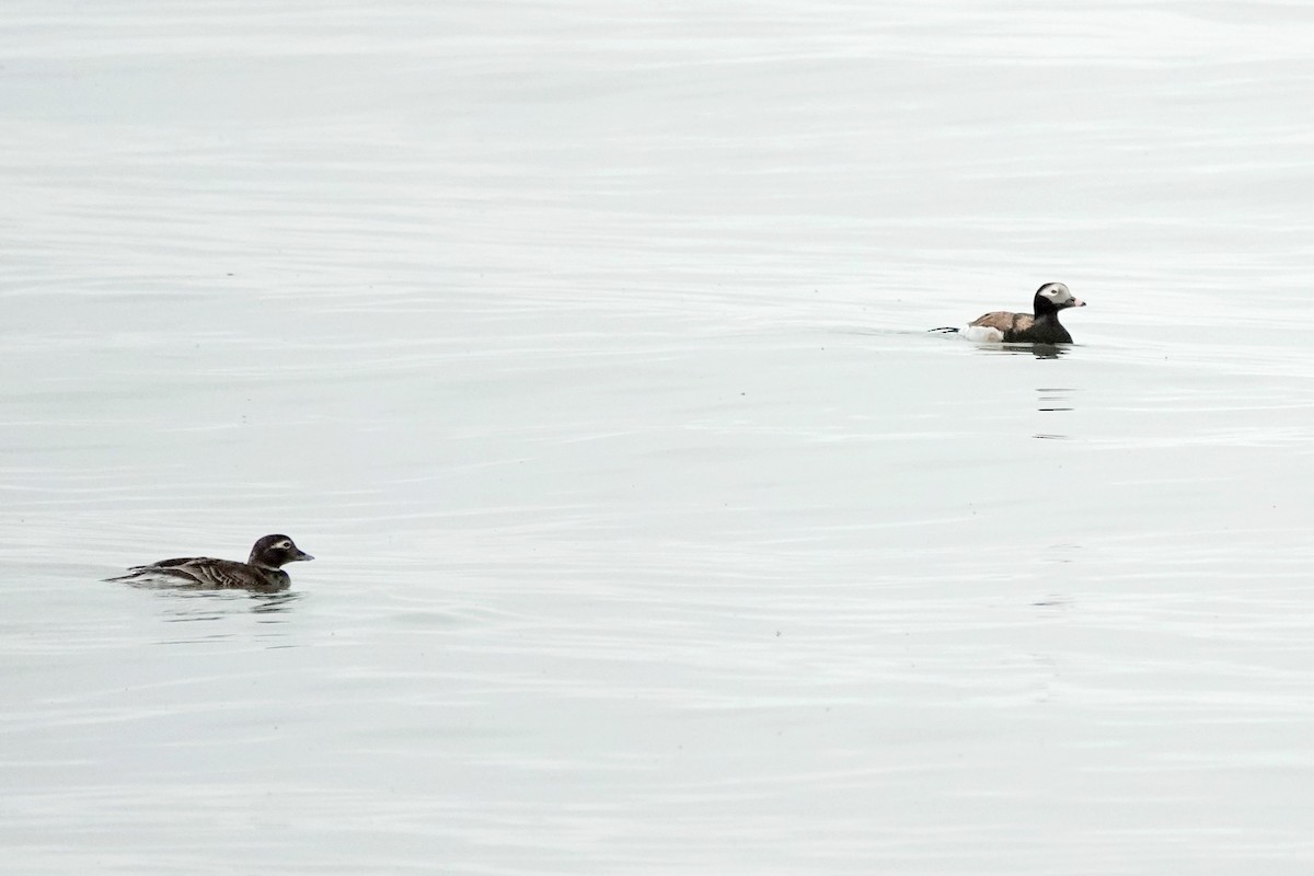 Long-tailed Duck - ML619489517