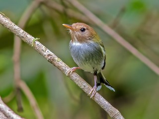  - Fork-tailed Pygmy-Tyrant