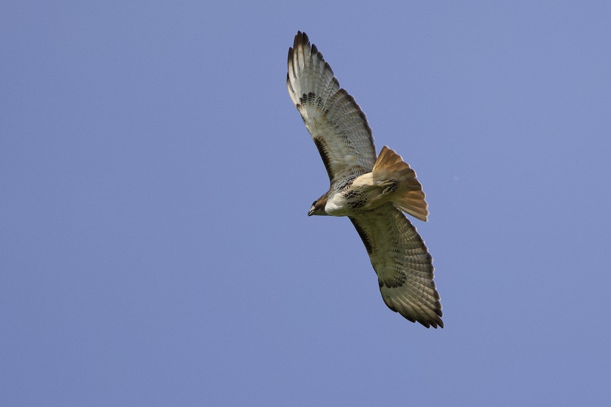 Red-tailed Hawk - ML619489600