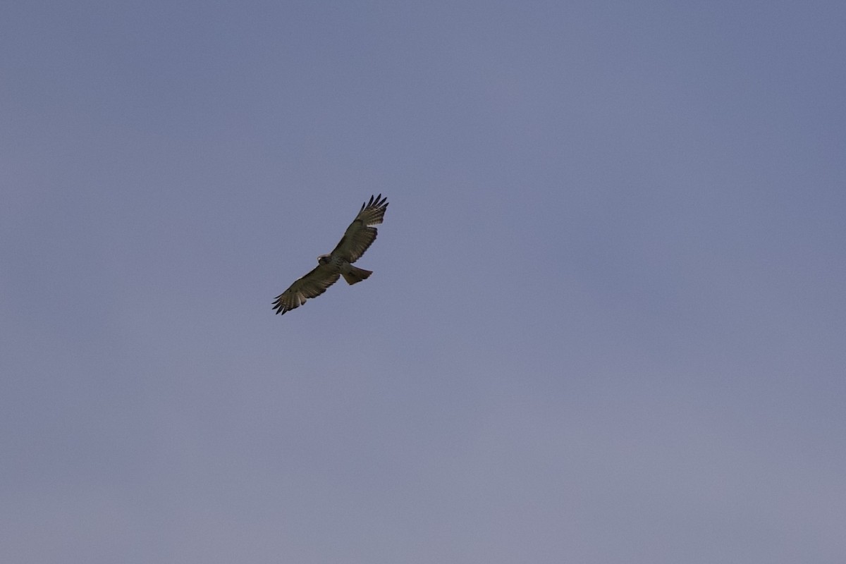 Red-tailed Hawk - ML619489618