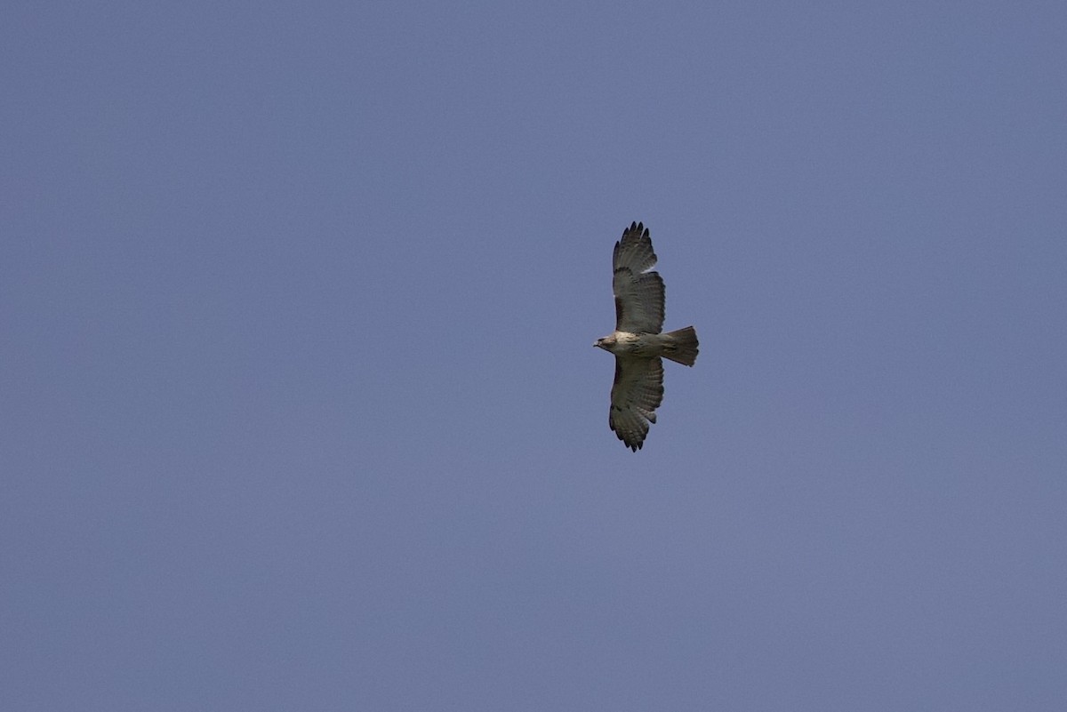 Red-tailed Hawk - ML619489620