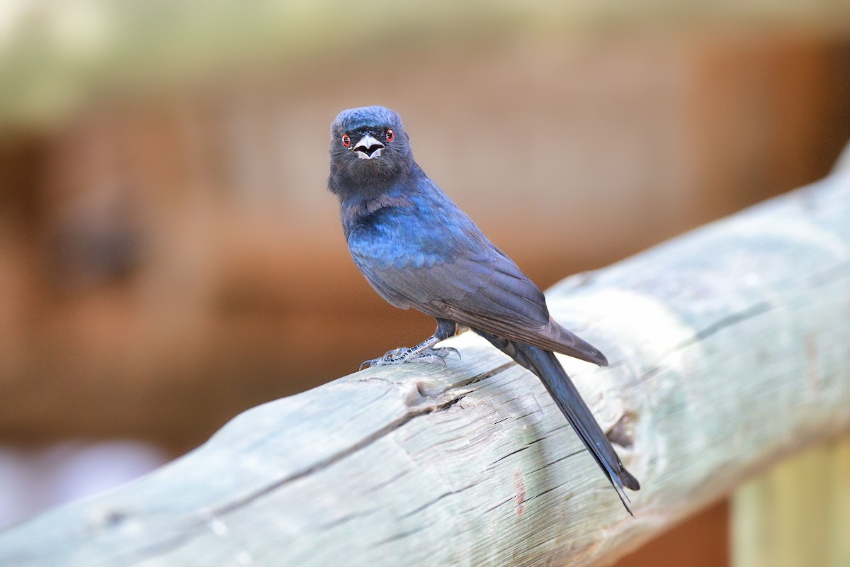 Fork-tailed Drongo - ML619489621