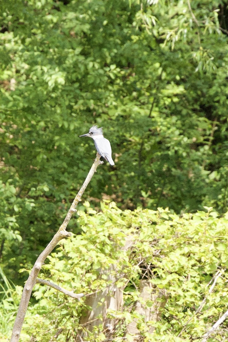 Belted Kingfisher - ML619489636