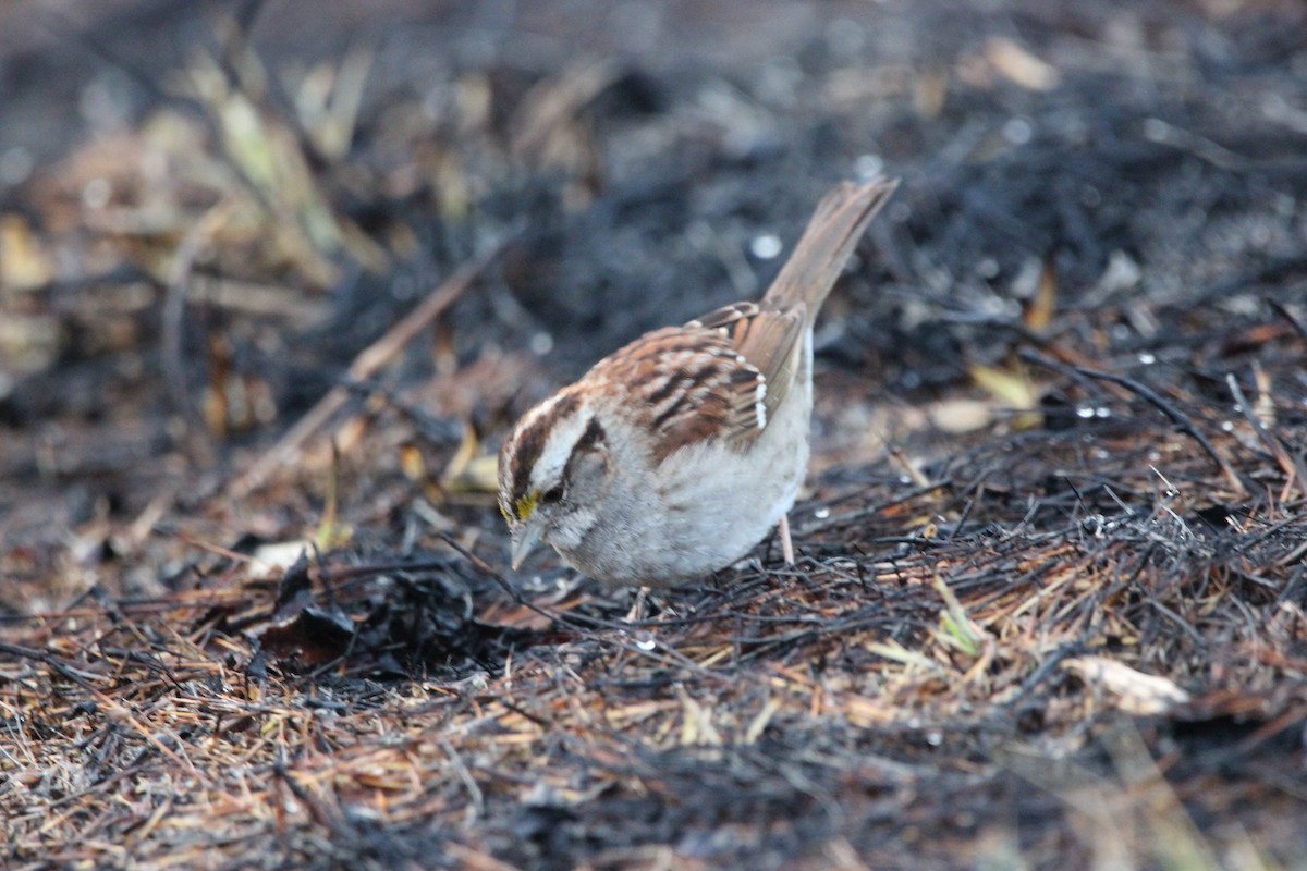 White-throated Sparrow - ML619489647