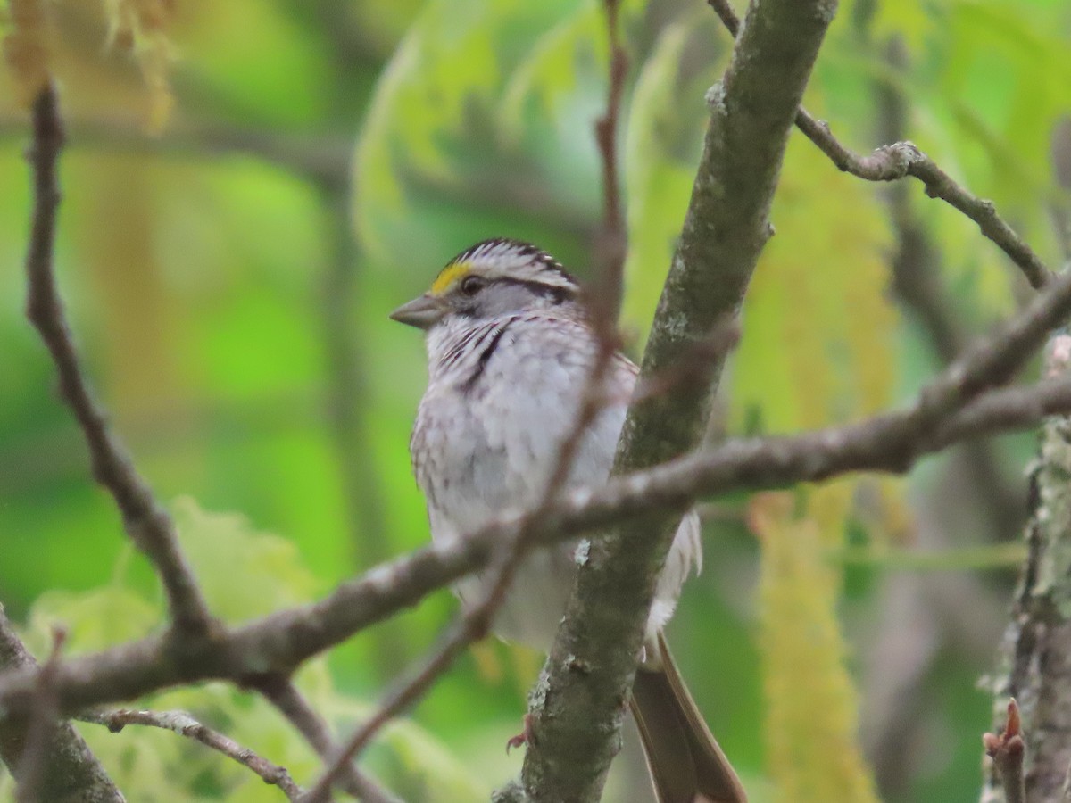 White-throated Sparrow - ML619489648