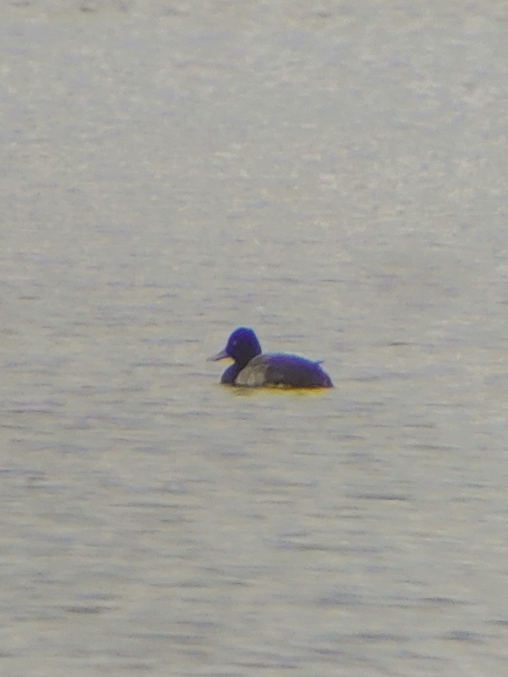 Greater Scaup - ML619489664