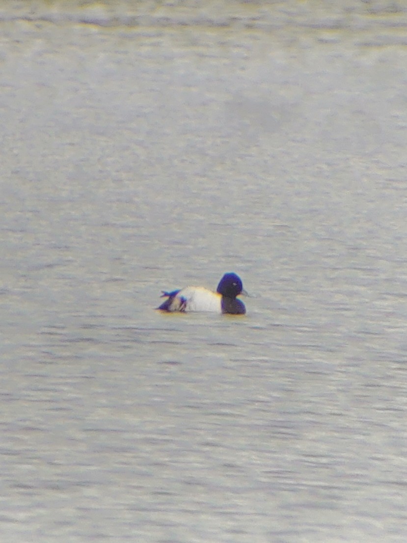 Greater Scaup - ML619489665
