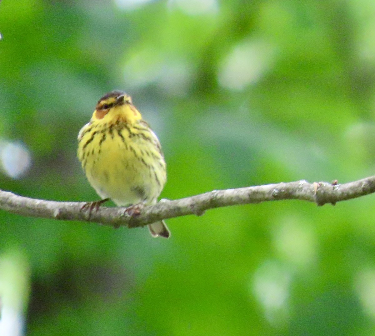 Cape May Warbler - ML619489671