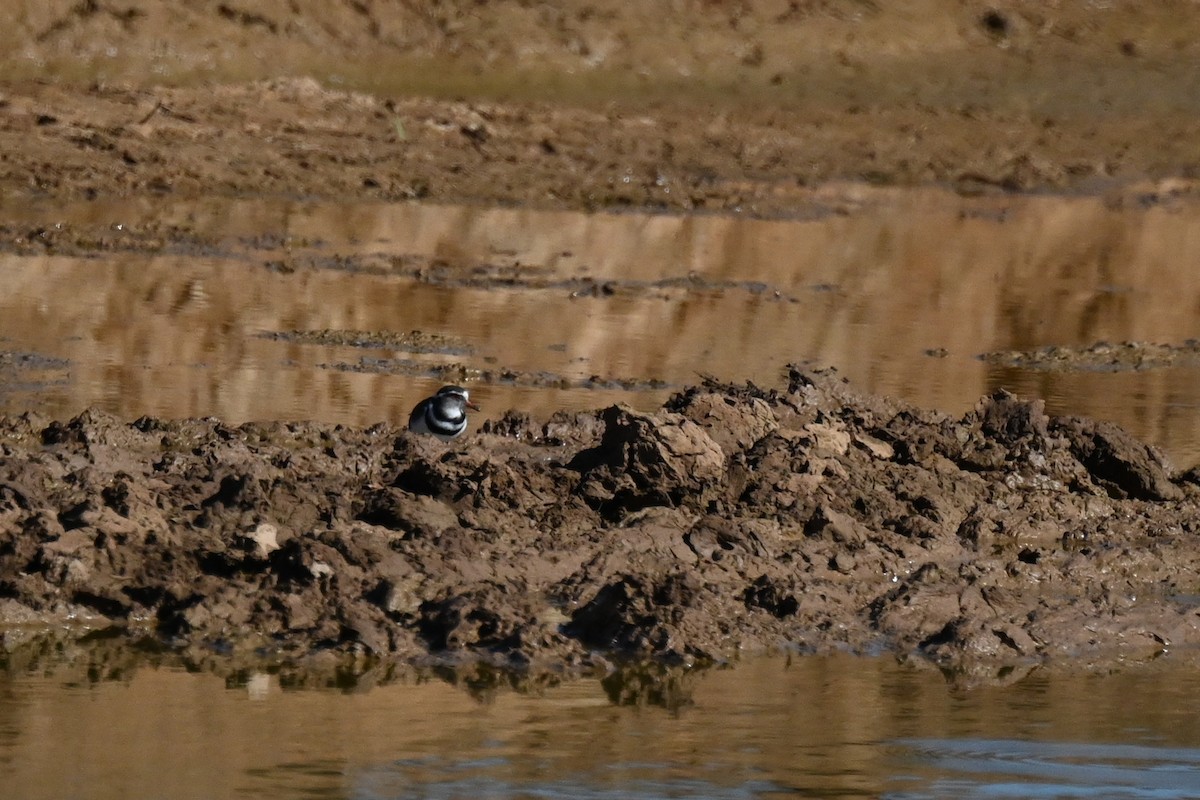 Three-banded Plover - ML619489677