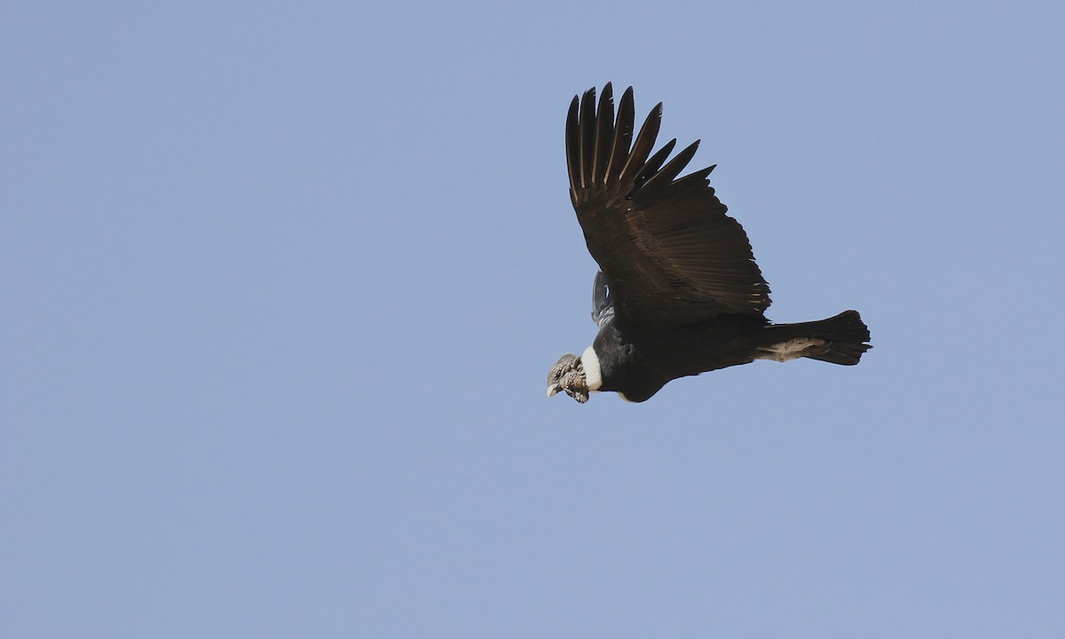 Condor des Andes - ML619489724