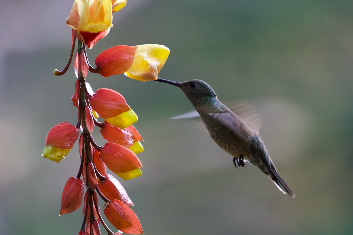 kolibřík skvrnitoprsý - ML619489751