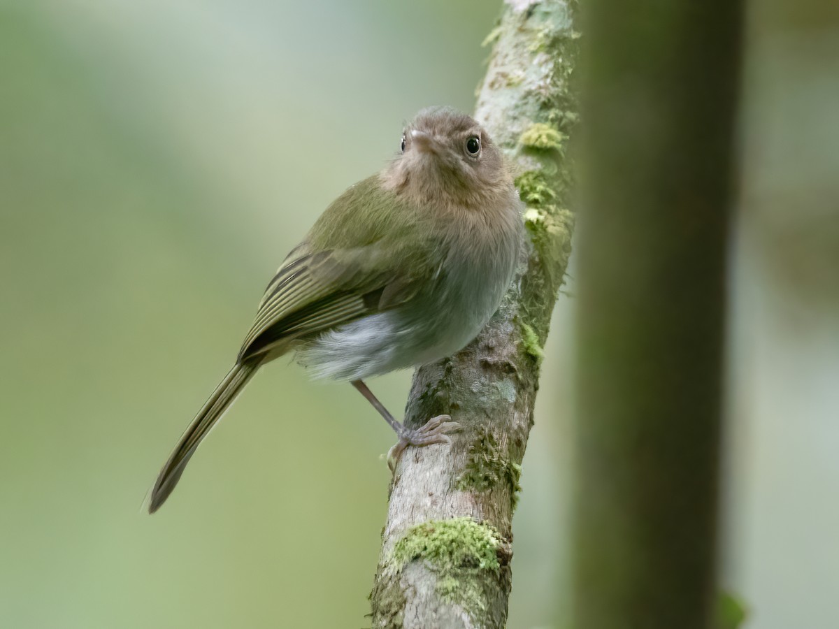 Buff-throated Tody-Tyrant - Hemitriccus rufigularis - Birds of the World