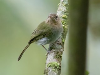  - Buff-throated Tody-Tyrant